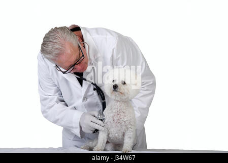 Modellbild veröffentlicht der älteren kaukasischen männlichen Tierarzt Prüfung weißer Pudelhund mit einem Stethoskop, isoliert auf weißem Hintergrund Stockfoto