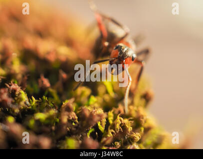 Schwarze Ameise auf grünem Moos während Explorer kleine Welt. Stockfoto