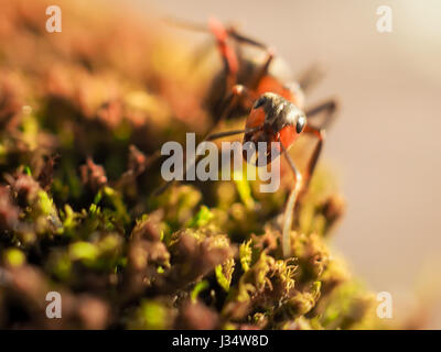 Schwarze Ameise auf grünem Moos während Explorer kleine Welt. Stockfoto