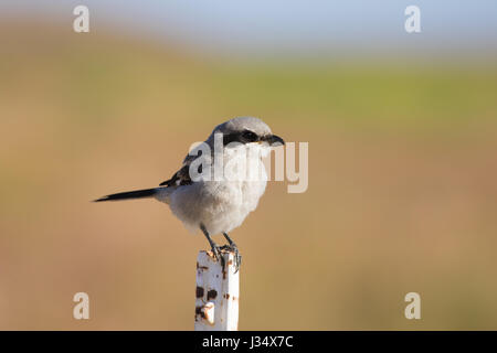 Unechte Shrike gehockt in das Grasland der Carrizo plain National Monument. Sie Spieß ihre Kills auf Dornen oder Stacheldraht oder engen Stellen zu essen Stockfoto