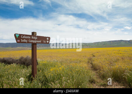 Melden Sie sich am Talboden der Carrizo Plain National Monument in Regie Besucher der Caliente Range und Selby Campingplatz Wildblumen bedeckt Stockfoto