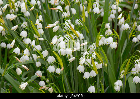 Loddon Lily Leucojum Aestivum Familie - Amaryllisgewächse auch bekannt als - Sommer/Giant Snowflake Stockfoto