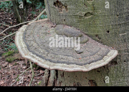 Ganoderma-Baum-Pilz (Ganoderma Applanatum) auf einem Baum im Chilterns, UK. Stockfoto