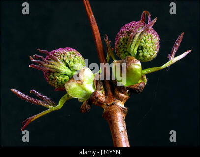 Sambucus Racemosa Blütenknospen im Frühjahr Stockfoto