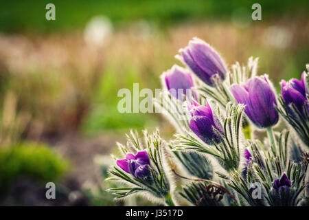 lila Blüten an einem sonnigen Tag im Frühjahr Stockfoto