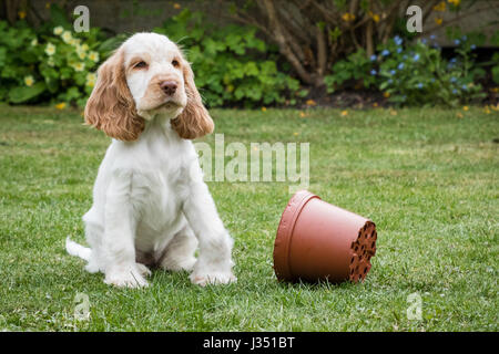 Glücklich schelmischen Cocker Spaniel Welpen im Garten betrachten als nächstes bewegen Stockfoto