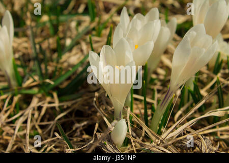 Weiße Safran Blumen blühte in den Bergen Stockfoto