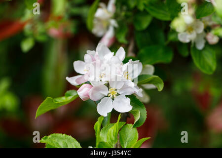 Nahaufnahme von zarten, hübschen weißen Blüten blühen von einem Apfelbaum (Malus Pumila) in einem Garten im Frühjahr in Surrey, Süd-Ost-England, UK Stockfoto