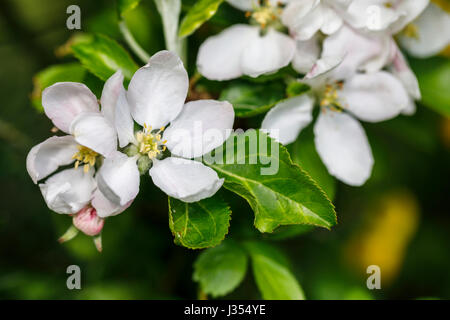 Nahaufnahme von zarten, hübschen weißen Blüten blühen von einem Apfelbaum (Malus Pumila) in einem Garten im Frühjahr in Surrey, Süd-Ost-England, UK Stockfoto