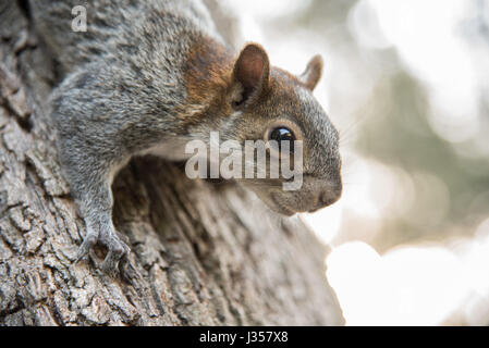 Mexikanische graue Eichhörnchen (Sciurus Aureogaster) herab aus einem Baumstamm Colomos Forest Park in Guadalajara Mexiko Stockfoto