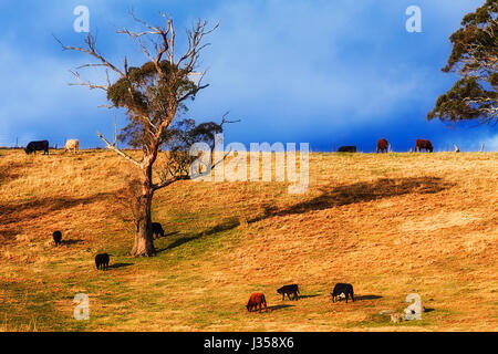 Eine Packung von Kühe melken und Angus Bullen auf Tagebuch Bauernhof Fahrerlager Fütterung auf Weideland zwischen Gumtrees. Landschaft von Australien in Blue Mountains region Stockfoto