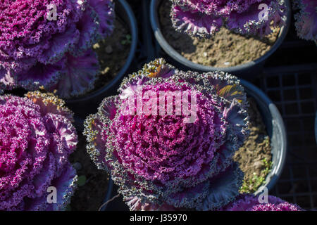 Der Blumentopf mit schönen Blumen drin Stockfoto