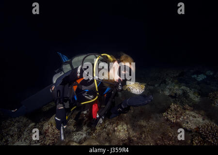 Weibliche Taucher und Black blotched Igelfischen (Diodon Liturosus) in der Nacht, Indischer Ozean, Malediven Stockfoto