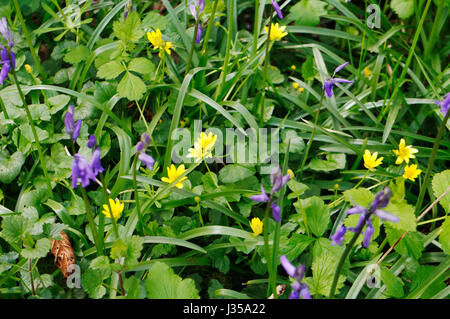 Ein Blick auf Glockenblumen, Hyacinthoides non-Scripta und kleinen Celandines, Ranunculus Ficaria, in einem alten Wald bei Foxley, Norfolk, England, UK. Stockfoto