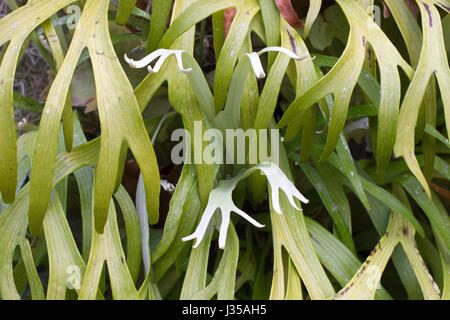 Nahaufnahme Foto Platycerium Blätter. Hirschhorn-Farn Stockfoto