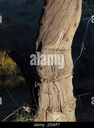 Eine alte und verwitterte Zaunpfosten mit einem Strang aus Stacheldraht befestigt Stockfoto