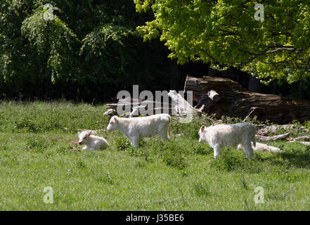 Chillingham wilden weißen Rinder, Kälber ruhen unter den Bäumen. Chillingham Estate, Northumberland, UK. Stockfoto