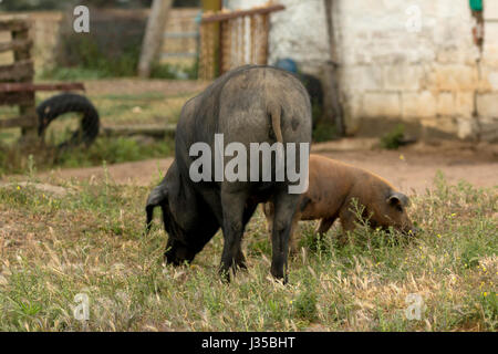 Iberische Schweine grasen auf einer Farm in der Landschaft Stockfoto