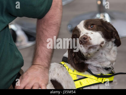 London, 3. Mai 2017 Explosive sniffer Hund von RFA-Security Services am Counter Terror Expo, London Credit: Ian Davidson/Alamy leben Nachrichten Stockfoto