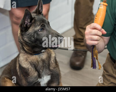 London, 3. Mai 2017 Explosive sniffer Hund in der Ausbildung von RFA-Security Services am Counter Terror Expo, London Credit: Ian Davidson/Alamy leben Nachrichten Stockfoto