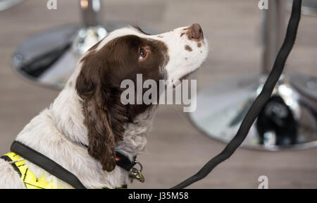 London, 3. Mai 2017 Explosive sniffer Hund von RFA-Security Services am Counter Terror Expo, London Credit: Ian Davidson/Alamy leben Nachrichten Stockfoto