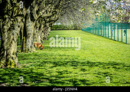 Dunbeth Park in Coatdyke, Nord Lanakrshire, Schottland, UK, Dienstag, 03 Mai, 20017, UK Wetter. Schönen Morgen im Frühlingspark mit Allee von blühenden Bäumen und sonniges Wetter. Bildnachweis: Malgorzata Laris/Alamy Live-Nachrichten Stockfoto