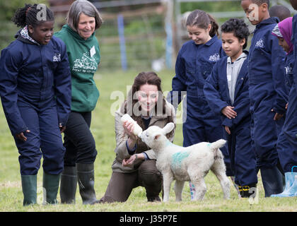 Arlingham. 3. Mai 2017. Großbritanniens Duchess of Cambridge Catherine speist ein Lamm bei einem Besuch auf einem Bauernhof von den Bauernhöfen für Stadtkinder Nächstenliebe in Arlingham, in der Nähe von Gloucester, Großbritannien am 3. Mai 2017 laufen. Bildnachweis: Xinhua/Alamy Live-Nachrichten Stockfoto