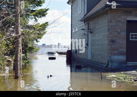 Ottawa, Kanada. 3. Mai 2017. Zwei Enten gehen schwimmen auf, was früher ein Hausbesitzer Seite Hof, während das Haus überschwemmt wird. Häuser in der Nähe von Ottawa, Kanada sind bedroht durch steigende Pegelstände der Flüsse aus dem Ottawa-Fluss im Mai 2017. Pegelstände der Flüsse sind auf einem Allzeithoch und viele Bewohner sind gezwungen, zu evakuieren. Bildnachweis: Colin Clarke/Alamy Live-Nachrichten Stockfoto