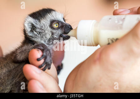 Straussberg, Deutschland. 3. Mai 2017. Die Katta-Baby "Heather" trinkt aus einer Miniatur-Baby-Flasche an der Straussber Affe Reserve in Straussberg, Deutschland, 3. Mai 2017. Der Baby-Lemur - wahrscheinlich geboren am 10. April wurde von seiner Mutter verlassen und ist jetzt wird gesorgt durch den Kopf Tierpfleger, Silvio Dietzel, in eine überdimensionale Pantoffel und mit einer Babyflasche. Foto: Arifoto Ug/Michael Reichel/Dpa-Zentralbild/ZB/Dpa/Alamy Live News Stockfoto