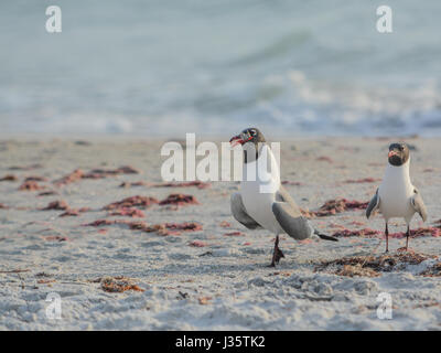 Ein Lachen Gull (Leucophaeus Atricilla) schlucken eines Fisches auf Indian Rocks Beach, Golf von Mexiko, Florida Stockfoto