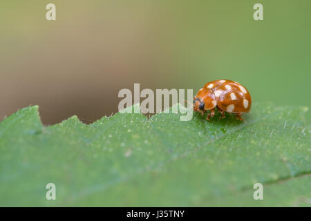 Creme-Spot Ladybird, Calvia quatuordecimguttata Stockfoto