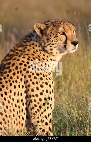Ein männliche Geparden (Acinonyx Jubatus) posiert in goldenes Licht am Nachmittag. OL Pejeta Conservancy, Kenia. Stockfoto