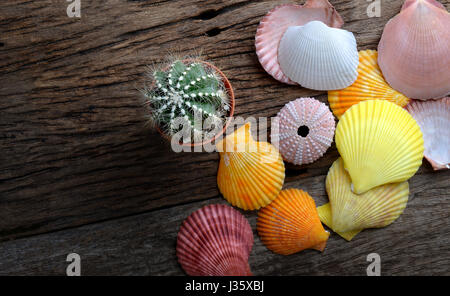 Bunte Muscheln und kleinen Kaktus-Einstellung auf das alte Holzplatte Foto in einer Sude Beleuchtung und Schatten Konzept und Platz für Text. Stockfoto