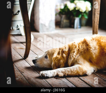 Golden Retriever Hund auf dem Holzboden verlegen Stockfoto