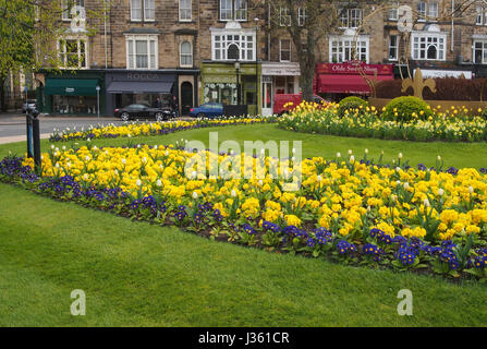 Die schöne Bepflanzung der Primeln und Tulpen am Kreisverkehr in Montpellier Bezirk von Harrogate, Yorkshire, UK, vor dem Hotel Krone Krone Stockfoto