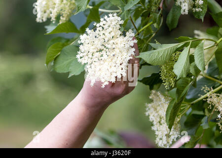 Czech Republic - Sammlung älterer Blüte Blume Stockfoto