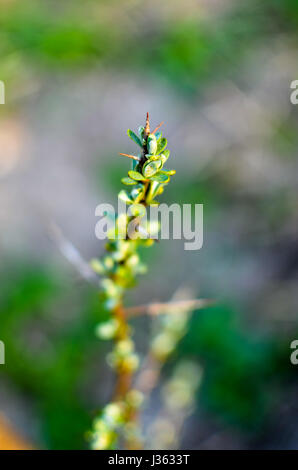 Sanddorn-Zweig der Meer Sanddorn Baum im Frühjahr Stockfoto