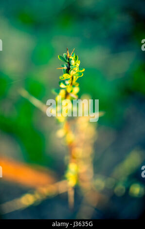 Sanddorn-Zweig der Meer Sanddorn Baum im Frühjahr Stockfoto