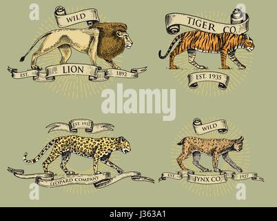 Löwe Tiger Luchs und Leopard Logos, Embleme oder Abzeichen mit wilden Tieren und Banner oder Bänder im alten Stil Vintage, retro, hand gezeichnete Gravur. Skizze Stock Vektor