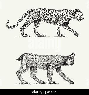 Wilde Katzen-Set, Leopard und Luchs graviert handgezeichnete im alten Stil Sketch, Vintage Tiere Stock Vektor