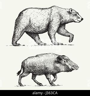 Wild Grizzly Bären und Wildschweine oder Schwein graviert handgezeichnete im alten Stil Sketch, Vintage Tiere Stock Vektor