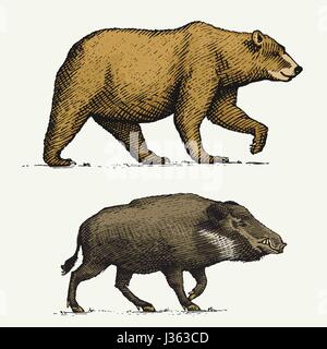 Wild Grizzly Bären und Wildschweine oder Schwein graviert handgezeichnete im alten Stil Sketch, Vintage Tiere Stock Vektor