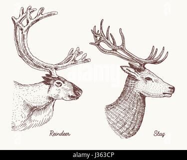 Rentier und Hirsch Reh Vektor hand gezeichnete Illustration, gravierte Wildtiere mit Geweih oder Hörner Vintage aussehenden Köpfe Seitenansicht Stock Vektor