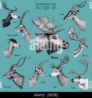 Große Reihe von Horn, Geweih Tiere Elch oder Elch mit Impala, Gazelle und größere Kudu, Damhirsch Rentier und Hirsch, Doe oder Rehe, Achse und Dibatag hand gezeichnet, graviert Stock Vektor