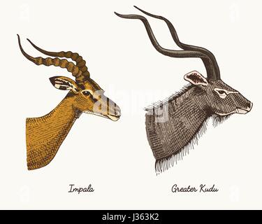 Impala Antilopen und größere Kudu Vektor hand gezeichnete Illustration, gravierte Wildtiere mit Geweih oder Hörner Vintage aussehenden Köpfe Seitenansicht. Stock Vektor