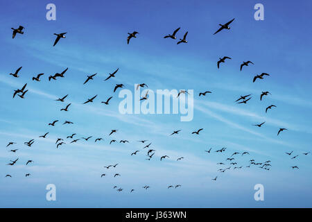 Frühling: Fliegende Gänse gegen blauen Himmel auf den kleinen nordfriesischen Insel Amrum, Nordfriesland, Schleswig-Holstein, Deutschland Stockfoto