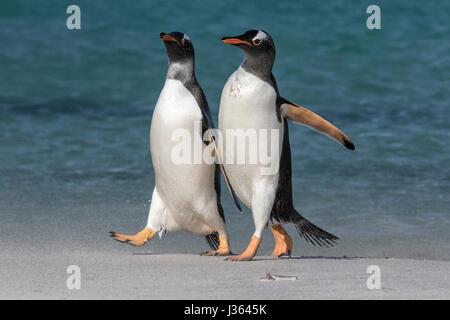 Gentoo Penguin Stockfoto