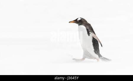 Gentoo Penguin läuft in einem weißen Sandsturm Stockfoto