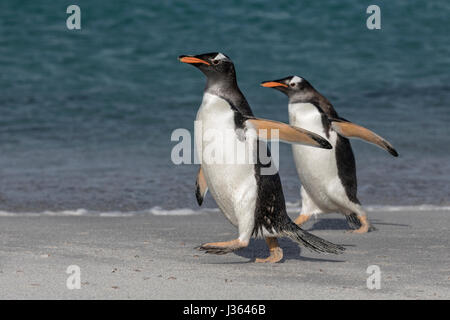 Gentoo Penguin Stockfoto