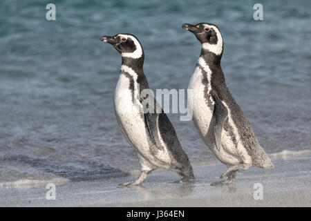 Magellanic Penguin Stockfoto